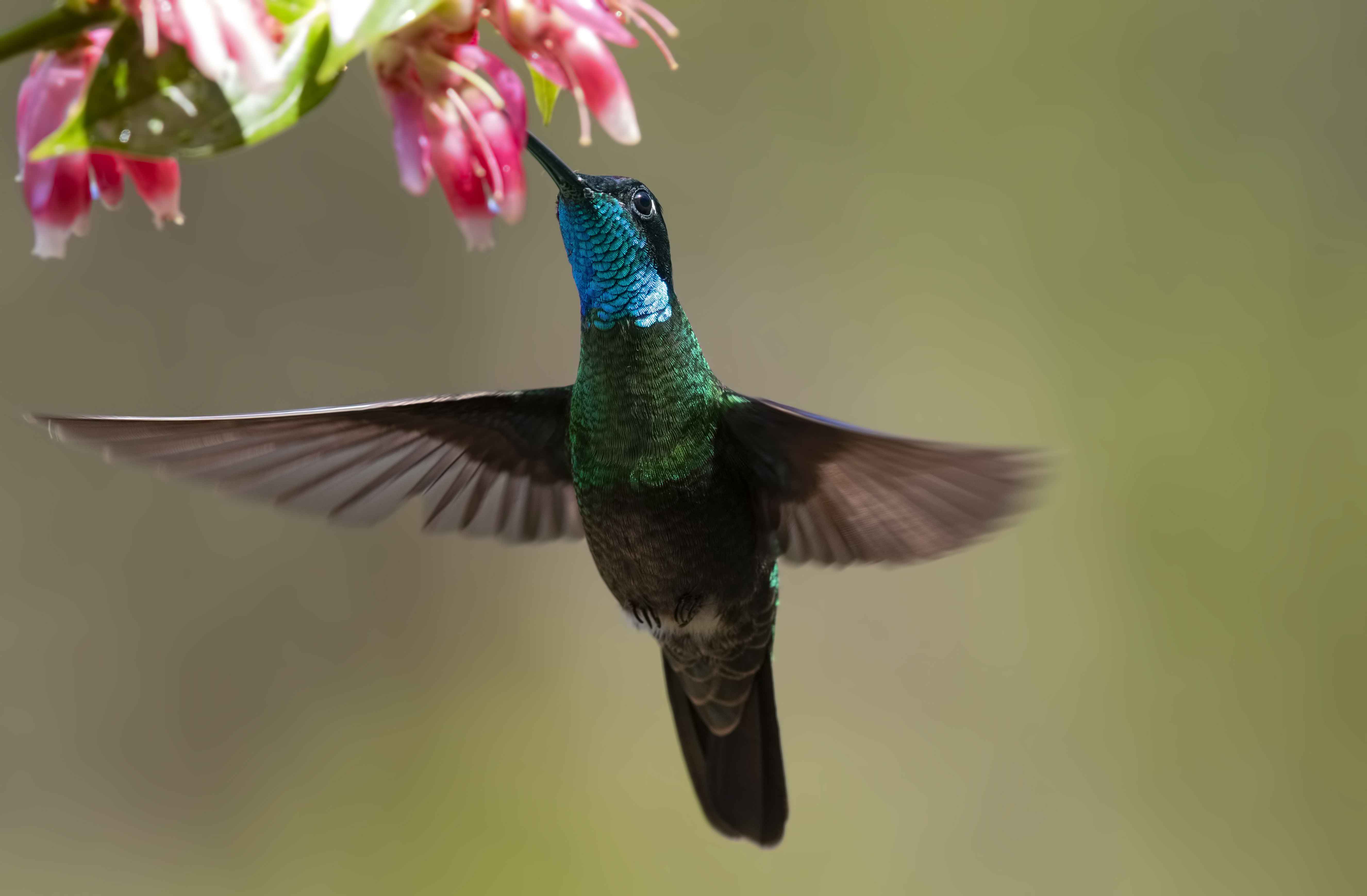 Rivoli's Hummingbird